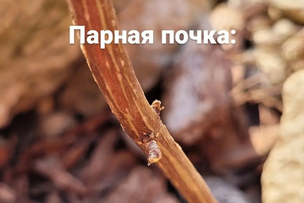 Парная почка