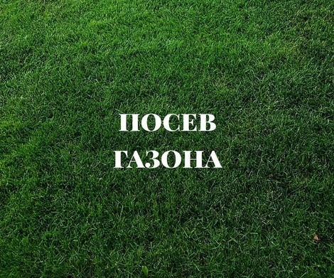 Схема посева газона без сорняка