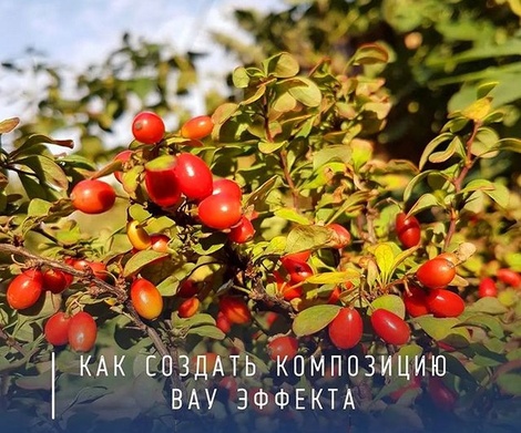 Правила создания всесезонной композиции