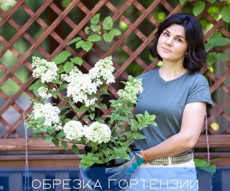 Обрезка гортензии
