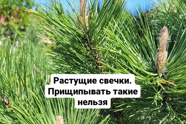 Растущие свечки. Прищипывать такие нельзя