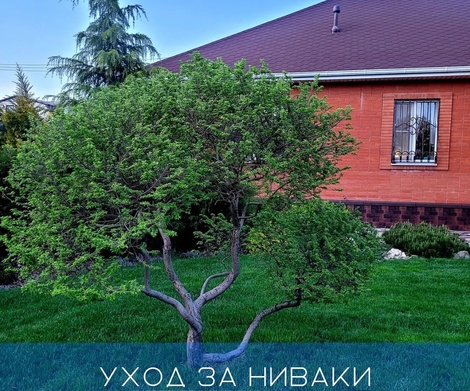 Уход за Ниваки и растениями на штамбе