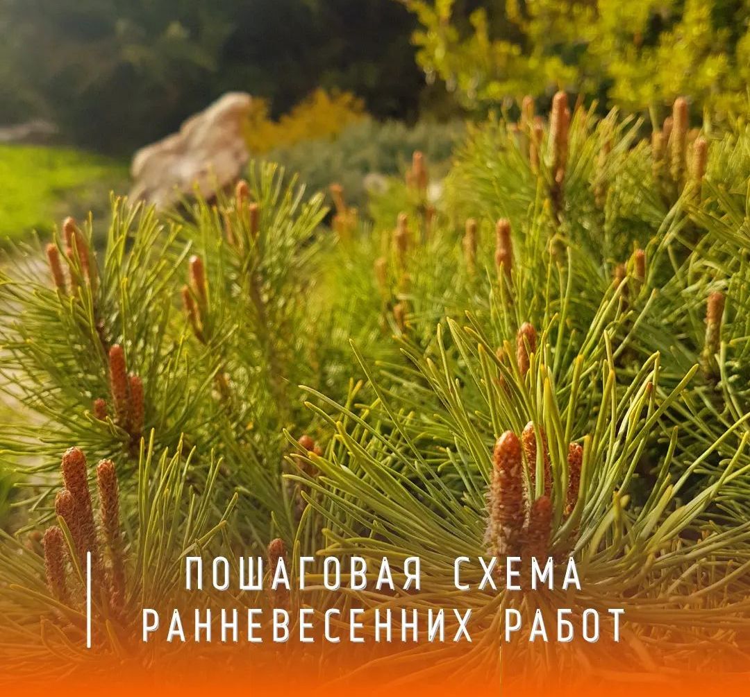 Пошаговая схема ранневесенних работ