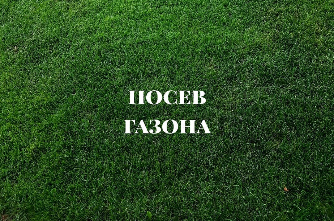 Схема посева газона без сорняка