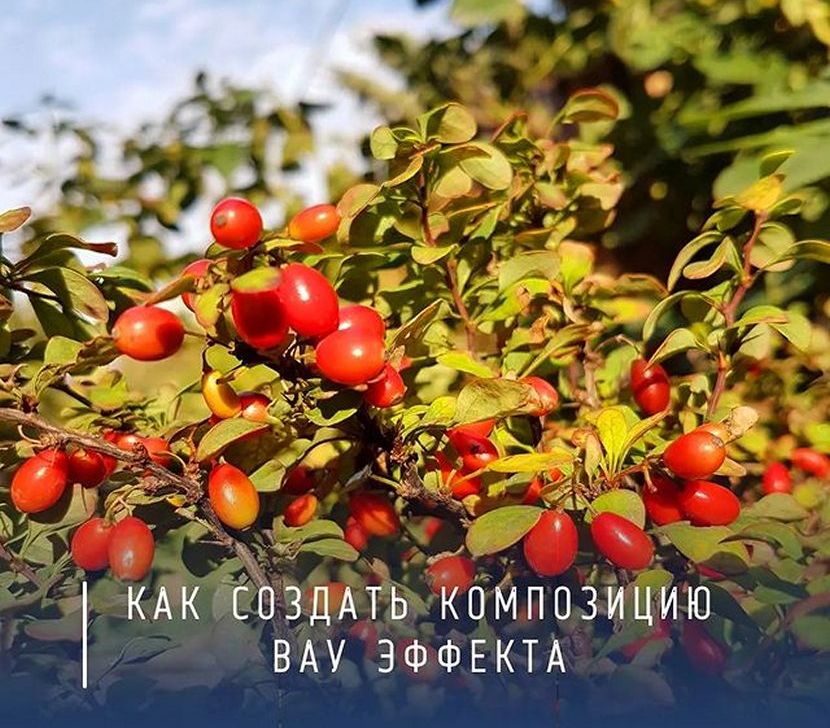 Правила создания всесезонной композиции