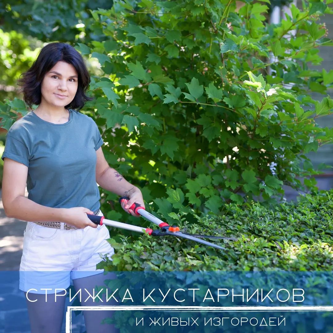 Стрижка кустарников и живых изгородей