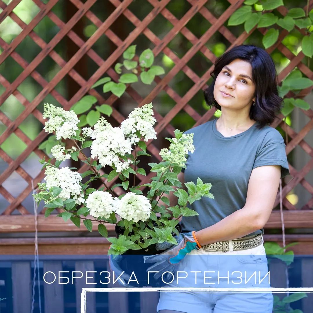 Обрезка гортензии
