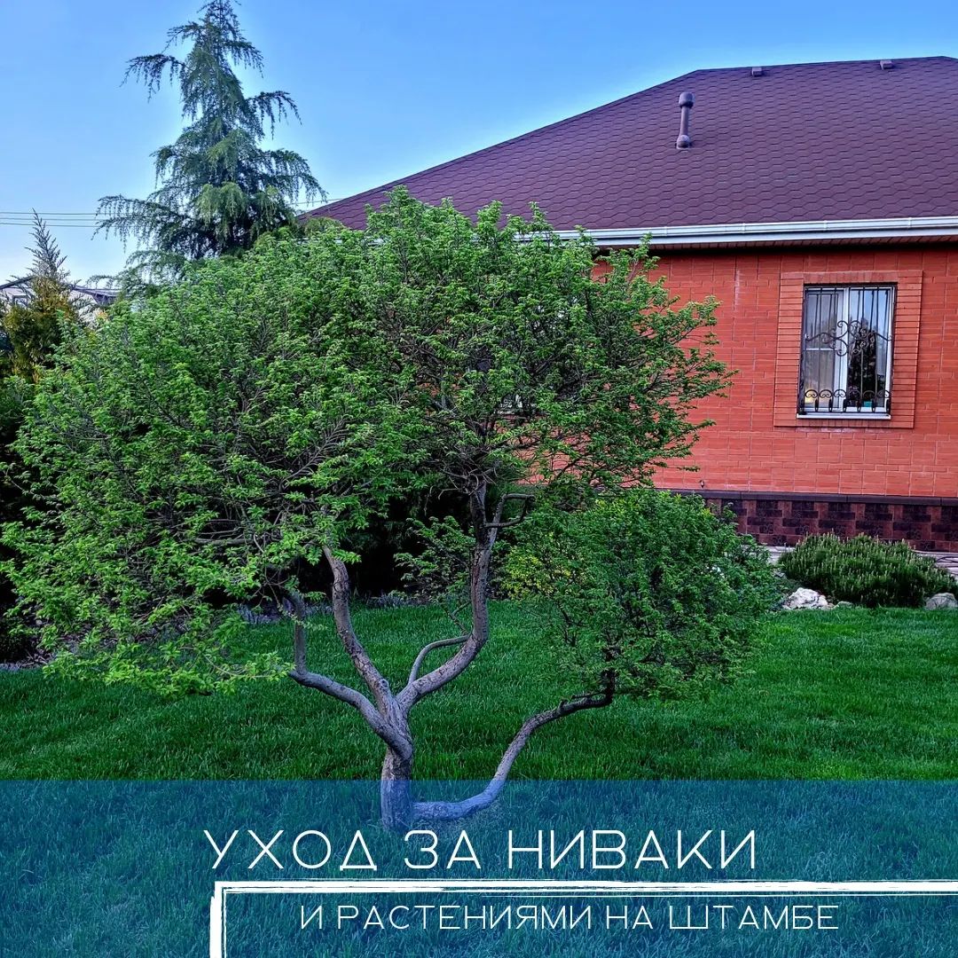 Уход за Ниваки и растениями на штамбе